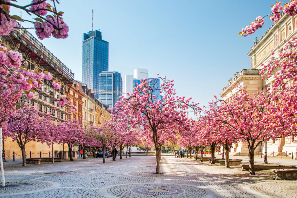 Blühende Kirschbäume in einer gepflasterten Allee in Frankfurt am Main, die von historischen Gebäuden und modernen Wolkenkratzern gesäumt ist. Die pinken Blüten stehen im Kontrast zu den blauen Glasfassaden der Hochhäuser im Hintergrund. Die Frühlingsszene zeigt eine harmonische Mischung aus Natur und Stadtarchitektur unter einem klaren, sonnigen Himmel.