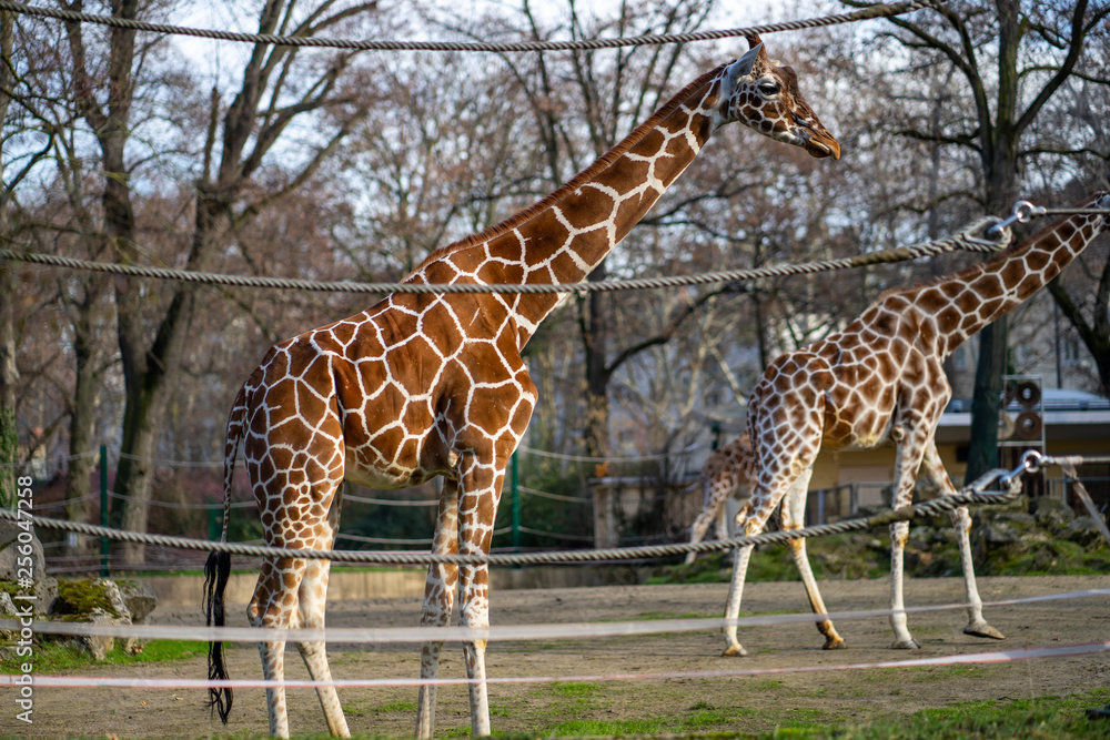 Zwei Giraffen in einem Gehege im Zoo. Die Giraffen mit ihrem typischen braunen Fell und weißen Flecken stehen hinter dicken Seilen, die das Gehege abgrenzen. Die Bäume im Hintergrund sind kahl, was auf eine herbstliche oder winterliche Jahreszeit hindeutet. Die Giraffen bewegen sich gemächlich durch das Gehege, während die Szene eine ruhige und natürliche Atmosphäre ausstrahlt.